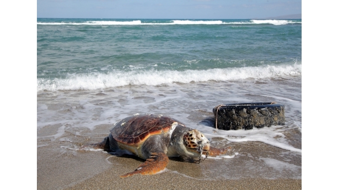 ΦΩΤΟ-Η θάλασσα ξέβρασε νεκρή χελώνα