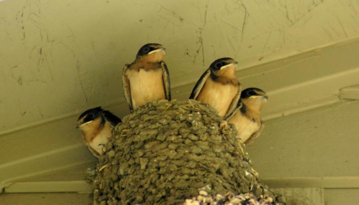 Κατασκεύασαν χελιδονοφωλιές