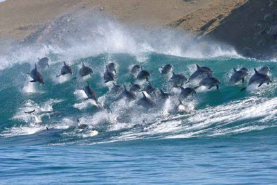 Τραγικό τέλος για 30 δελφίνια