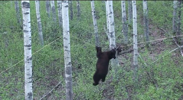 ΒΙΝΤΕΟ-Η ακροβάτισσα αρκούδα