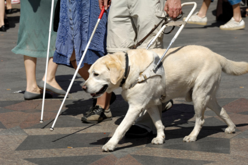 Κλείνουν την πόρτα σε σκύλους-οδηγούς τυφλών