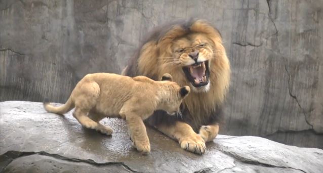 ΒΙΝΤΕΟ-Λιονταράκια πρώτη φορά με τον… μπαμπά