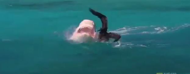 BINTEO-Kαρχαρίας επιτίθεται σε θαλασσοπούλι