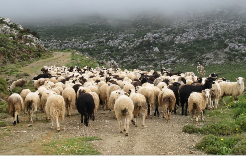 Κρούσμα ευλογιάς αιγοπροβάτων στην Πιερία