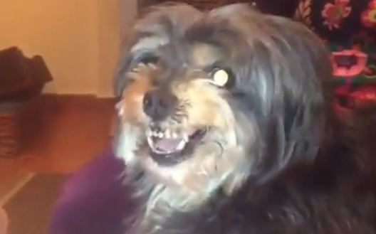 ΒΙΝΤΕΟ-Ο σκύλος που μισεί τον Μέσι