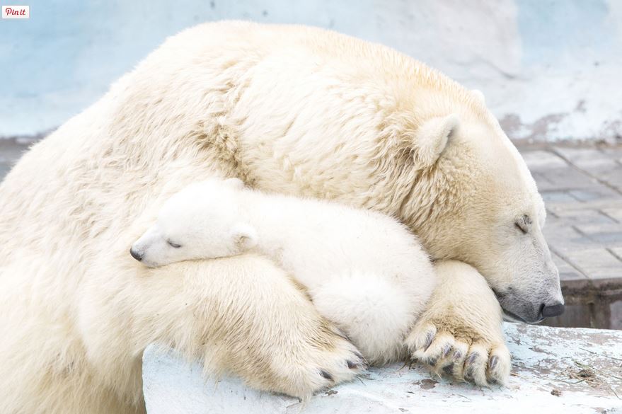 ΦΩΤΟ-Η αγάπη της μητέρας