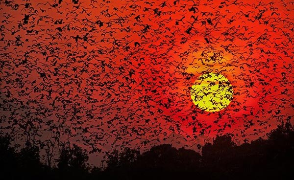 ΒΙΝΤΕΟ-Τα 10 ζώα που θα εξαφανιστούν την επόμενη δεκαετία