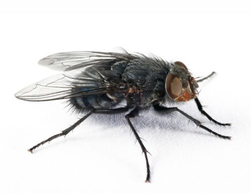 Οι μύγες πετάνε σαν πιλότοι μαχητικών