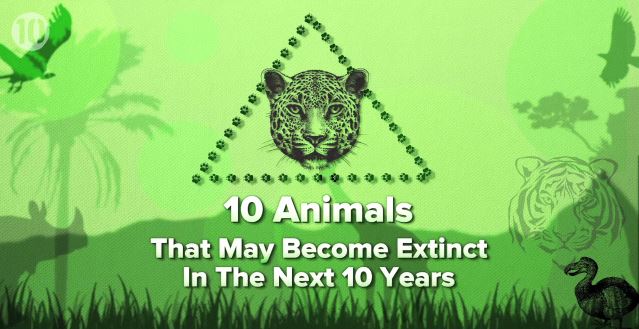 ΒΙΝΤΕΟ-10 ζώα που μπορεί να μην ξαναδείς