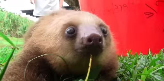 ΒΙΝΤΕΟ-Ο μικρός… βραδύπους