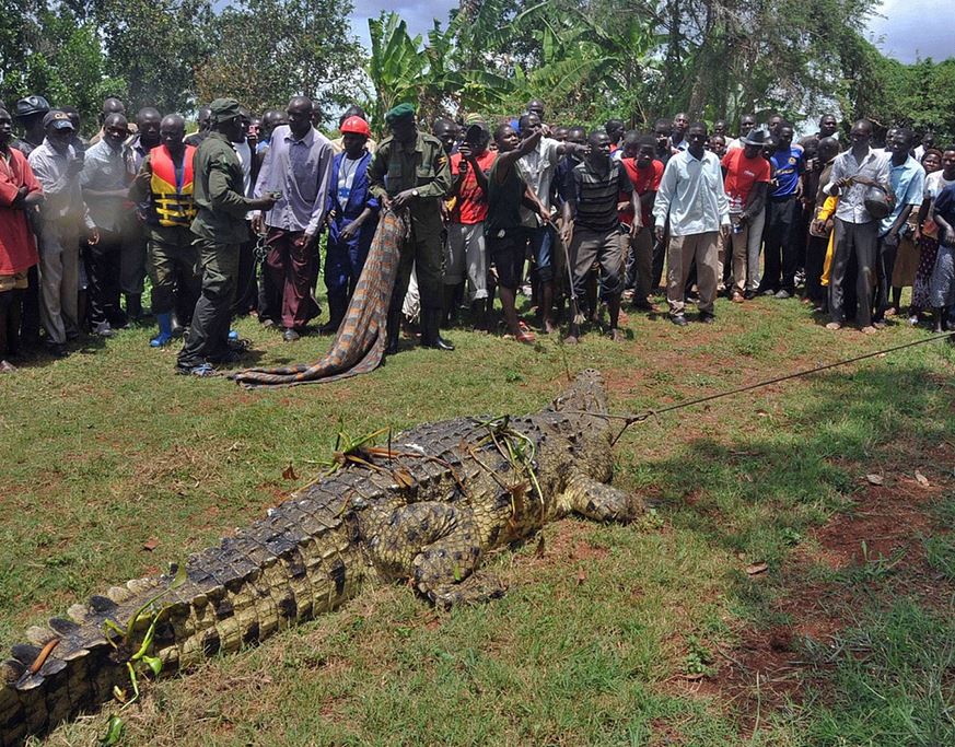 ΦΩΤΟ-Η σύλληψη ενός 80χρονου… κροκόδειλου