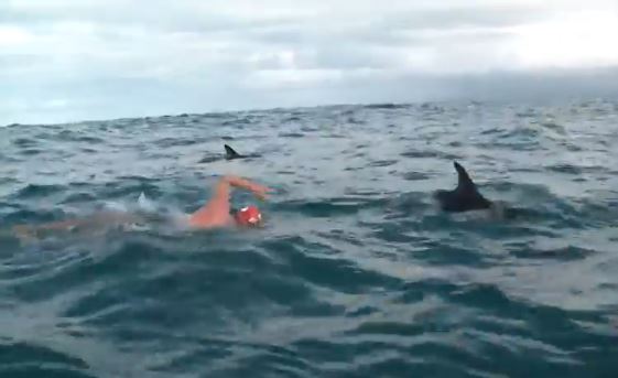 ΒΙΝΤΕΟ-Δελφίνια τον έσωσαν από καρχαρία