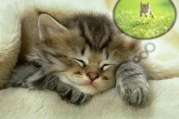 Ονειρεύονται τα ζώα;