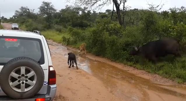 BINTEO-Έσωσε το μοσχαράκι από τα νύχια του λιονταριού