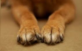 Νεκρά σκυλιά από φόλες στη Λαμία