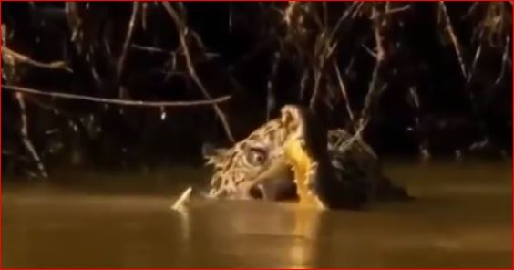 BINTEO-Moνομαχία κροκόδειλου-τζάγκουαρ