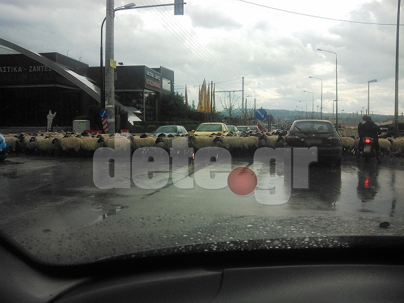 ΦΩΤΟ-Mποτιλιάρισμα από το… κοπάδι