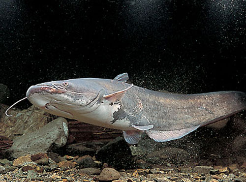 ΦΩΤΟ-Ψάρι-τέρας 167 κιλά