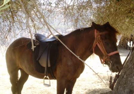 Οπλισμένος Αλβανός πέρασε τα σύνορα με άλογο