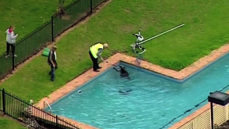 ΒΙΝΤΕΟ-Καγκουρό παγιδεύτηκε σε πισίνα