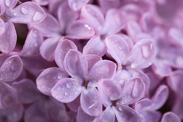 Τι σχέση έχει το Πάσχα με την Πασχαλιά;