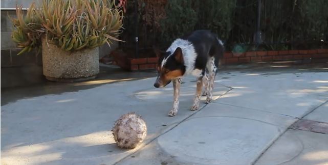 ΒΙΝΤΕΟ-Το πιο υπάκουο σκυλί