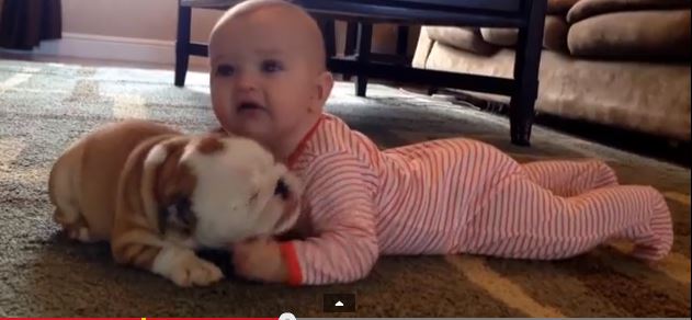 ΒΙΝΤΕΟ-Αξιαγάπητο κουτάβι μπουλντόγκ φιλάει νεογέννητο