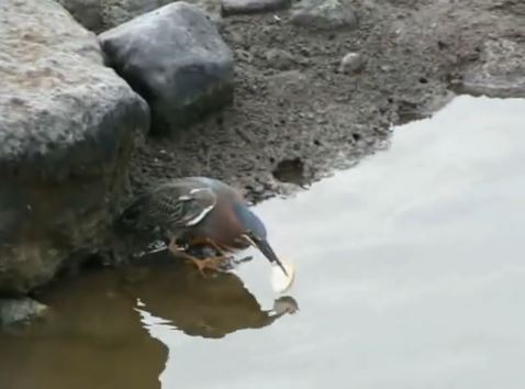 BINTEO-Ερωδιός ψαρεύει με… ψωμί