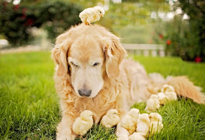 ΦΩΤΟ-Τα κοτόπουλα του… σκύλου