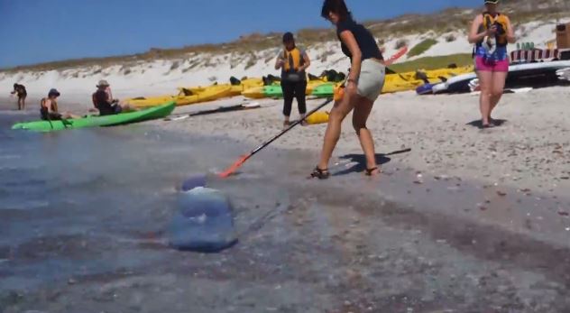 ΒΙΝΤΕΟ-Σπάνιο ψάρι στην κάμερα