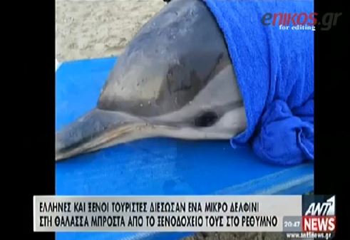 ΒΙΝΤΕΟ-“Αναστάση” βάπτισαν δελφίνι που σώθηκε το Πάσχα