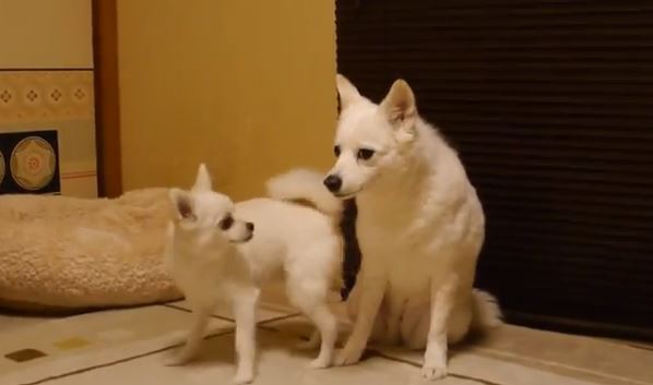 ΒΙΝΤΕΟ-Ο πιο ενοχλητικός σκύλος