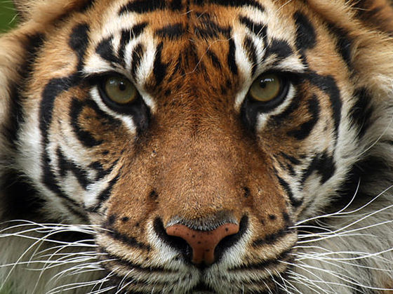 Ποιο άγριο ζώο σε αντιπροσωπεύει; Κάνε το τεστ