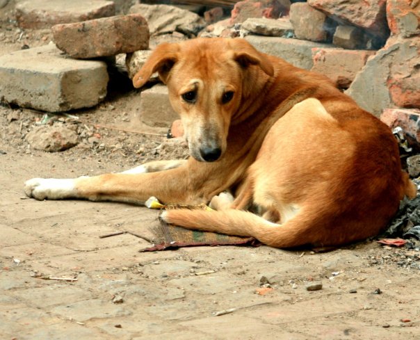 Σοκ:Έκοψαν τη γλώσσα σε αδέσποτο
