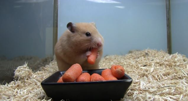 ΒΙΝΤΕΟ-Το αδηφάγο… χάμστερ