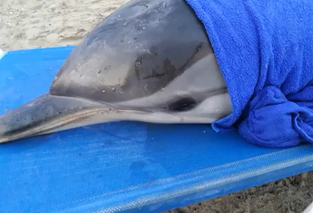 ΒΙΝΤΕΟ-«Ανέστησαν» μικρό δελφίνι
