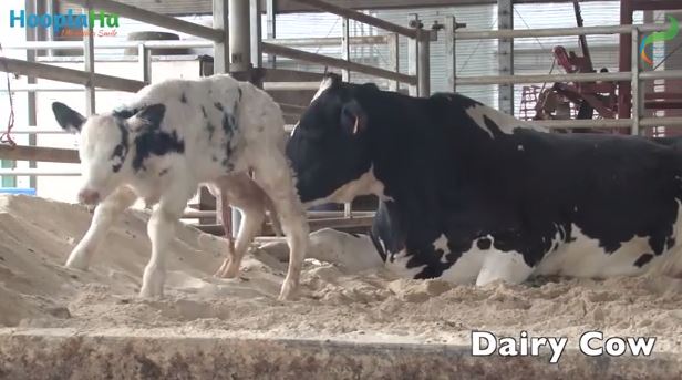 ΒΙΝΤΕΟ-Νεογέννητα ζωάκια κάνουν τα πρώτα τους βήματα