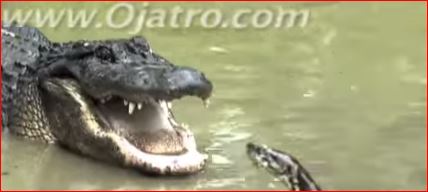 ΒΙΝΤΕΟ-Συγκλονιστική “μάχη” πύθωνα με αλιγάτορα