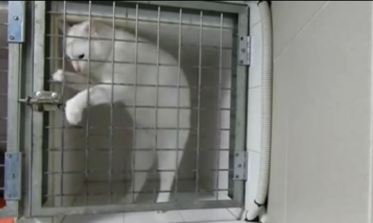 ΒΙΝΤΕΟ-Η έξυπνη “απόδραση” της γάτας