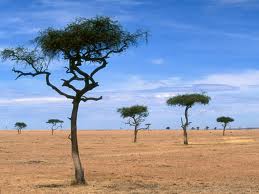 Πριν από 130.000 χρόνια άρχισε η μετανάστευση