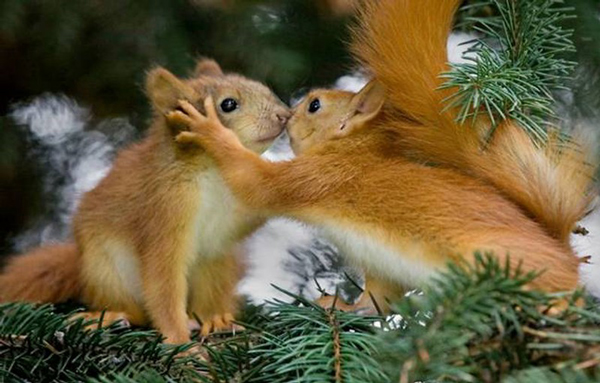perierga.gr - Ζώα... τρελά ερωτευμένα! perierga.gr - Ζώα... τρελά ερωτευμένα!