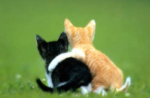 perierga.gr - Ζώα... τρελά ερωτευμένα! perierga.gr - Ζώα... τρελά ερωτευμένα!