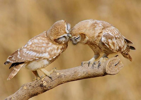 perierga.gr - Ζώα... τρελά ερωτευμένα! perierga.gr - Ζώα... τρελά ερωτευμένα!