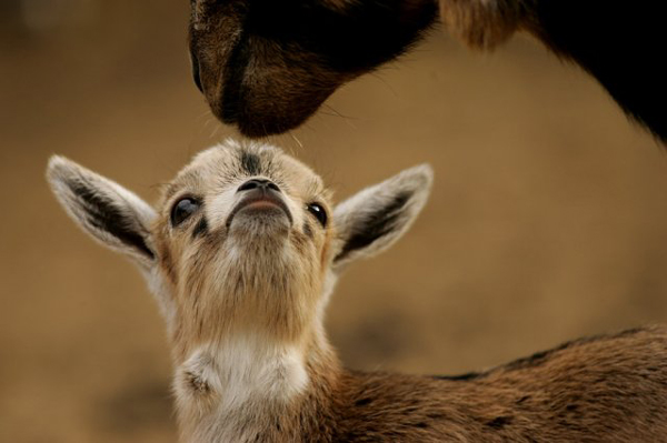 perierga.gr - Ζώα... τρελά ερωτευμένα! perierga.gr - Ζώα... τρελά ερωτευμένα!