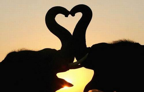 perierga.gr - Ζώα... τρελά ερωτευμένα! perierga.gr - Ζώα... τρελά ερωτευμένα!