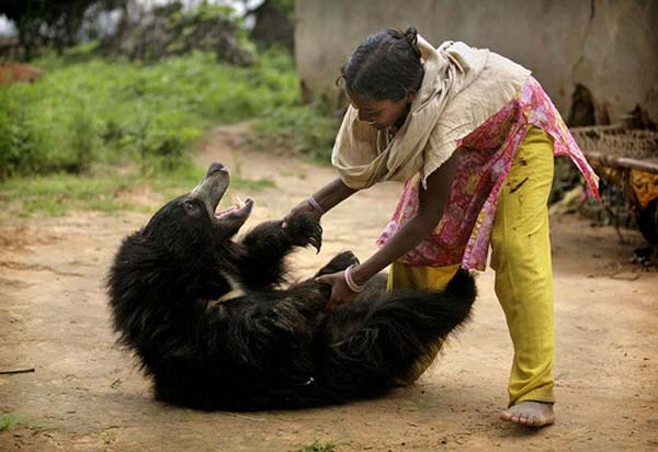 perierga.gr - Αρκουδίτσα ζει ως κατοικίδιο οικογένειας στην Ινδία!