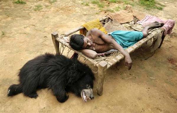perierga.gr - Αρκουδίτσα ζει ως κατοικίδιο οικογένειας στην Ινδία!