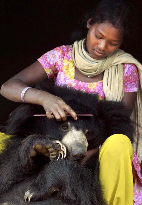 perierga.gr - Αρκουδίτσα ζει ως κατοικίδιο οικογένειας στην Ινδία!