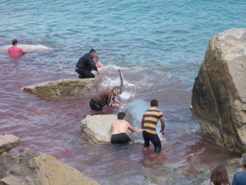 ΦΩΤΟ-Επιχείρηση διάσωσης δελφινιών