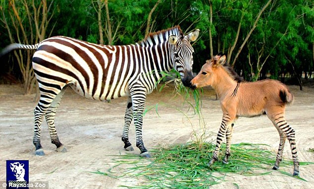 ΒΙΝΤΕΟ-Γεννήθηκε κι άλλο zonkey